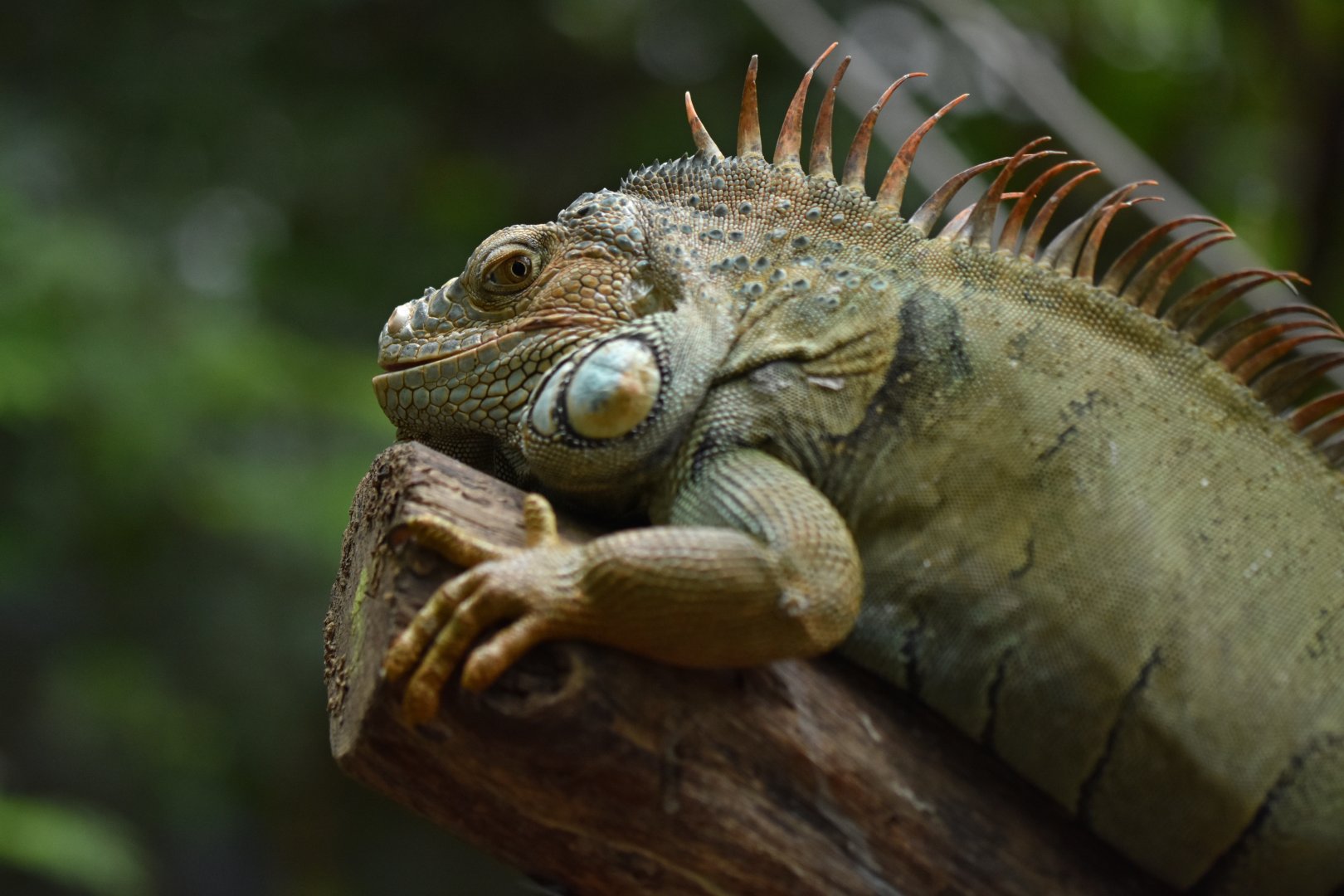Green iguana (Iguana iguana)
