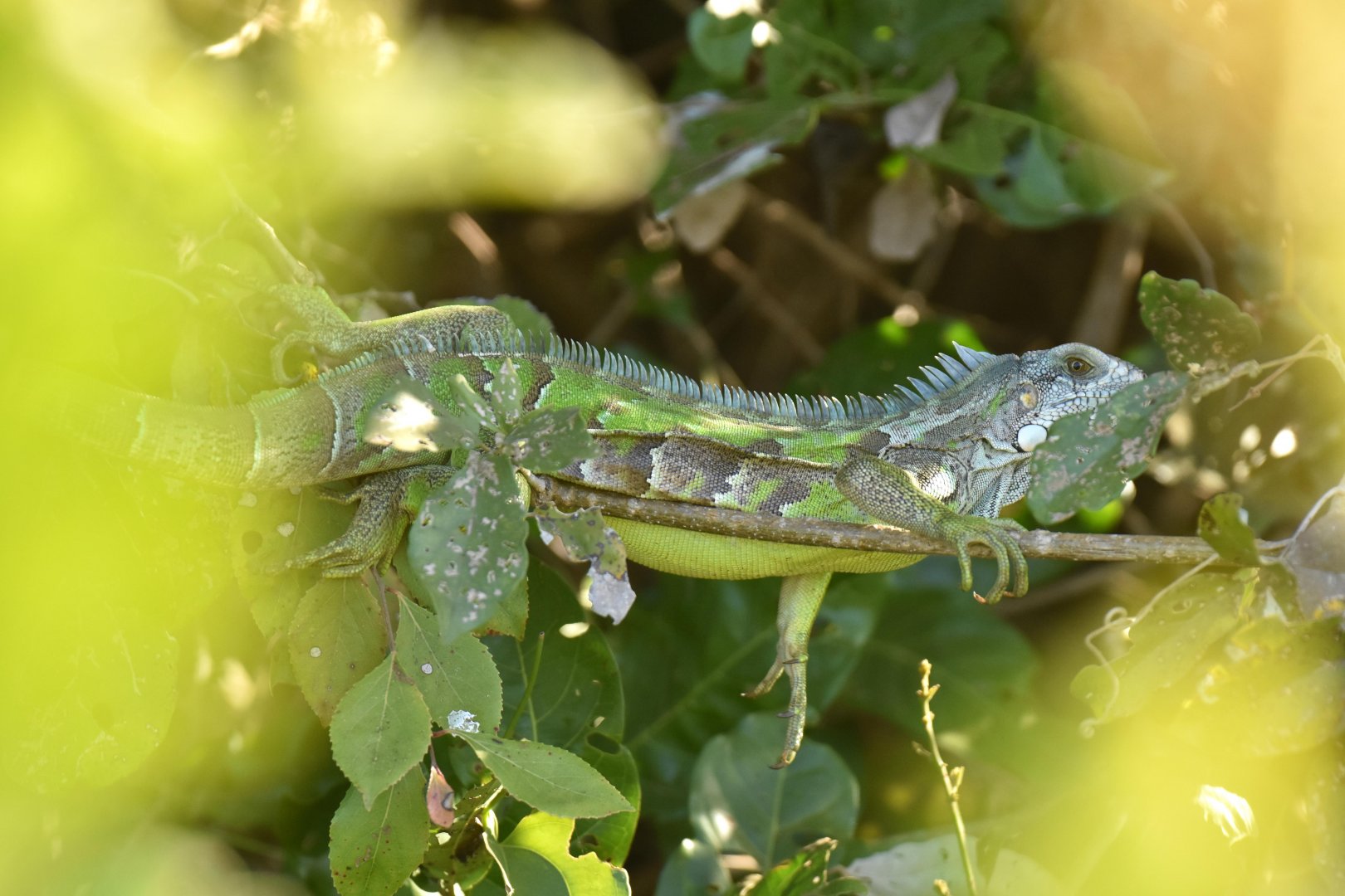 Green iguana (Iguana iguana)