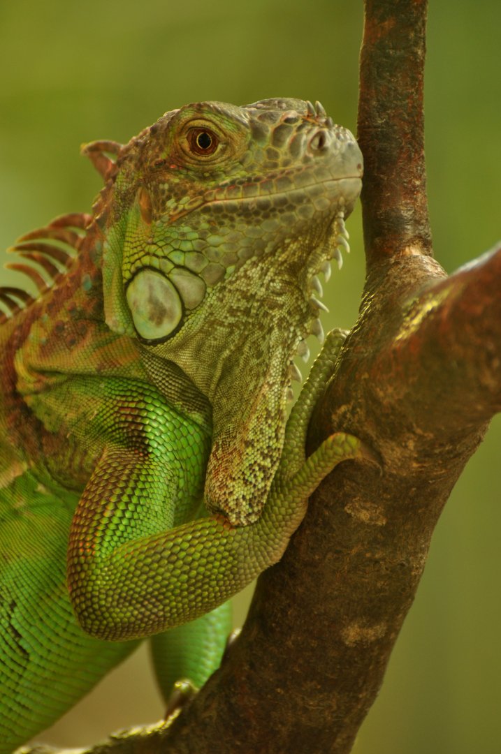 Green iguana (Iguana iguana)