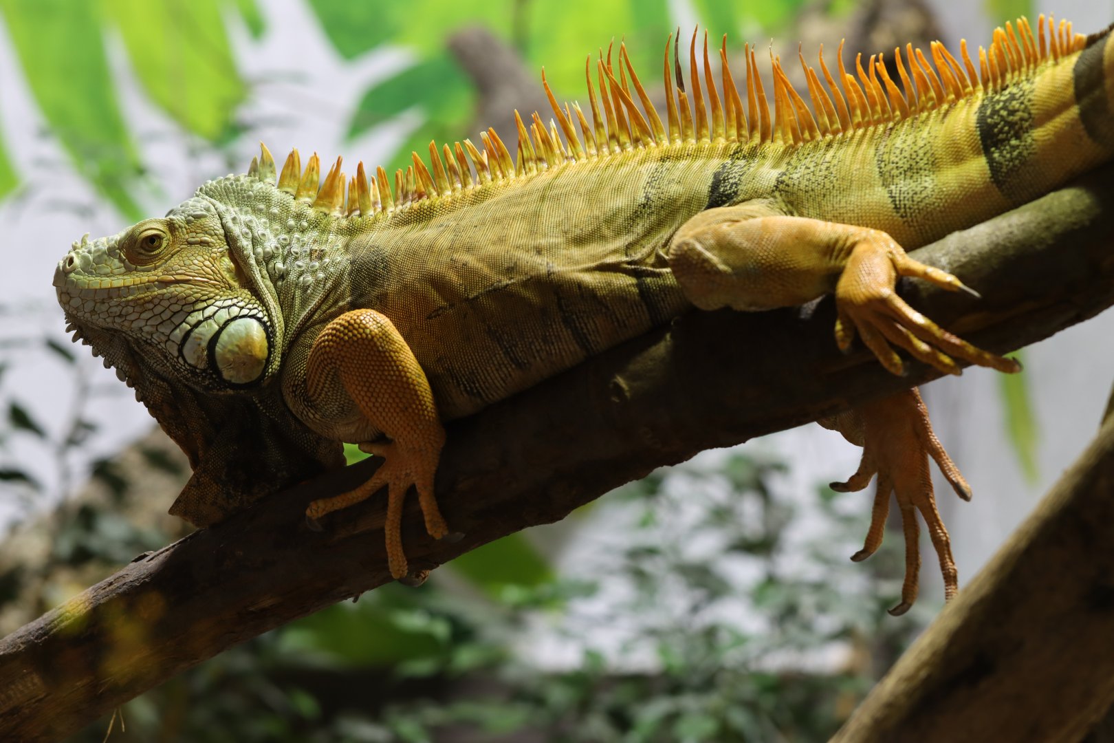 Green iguana (Iguana iguana)
