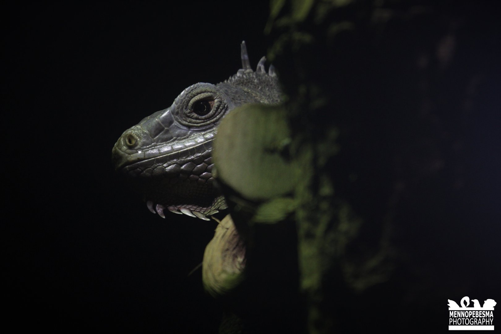 Green iguana (Iguana iguana)