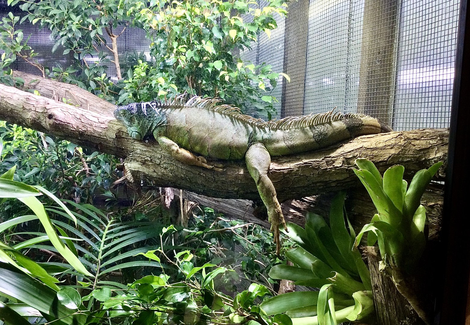 Green iguana (Iguana iguana)
