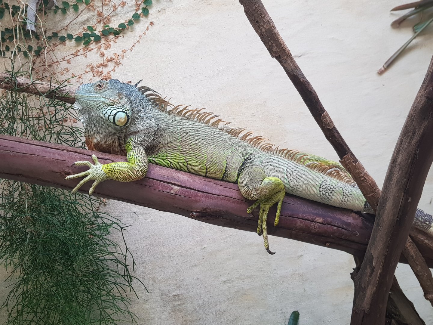 Green Iguana (Iguana iguana)
