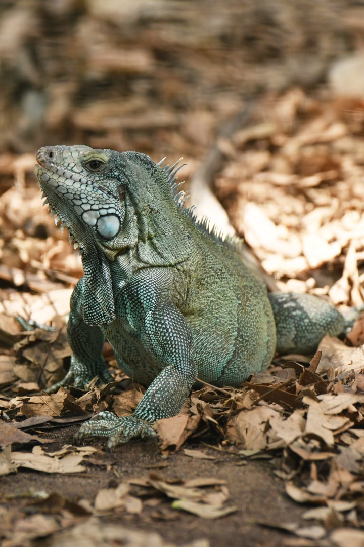 Green Iguana (Iguana iguana)