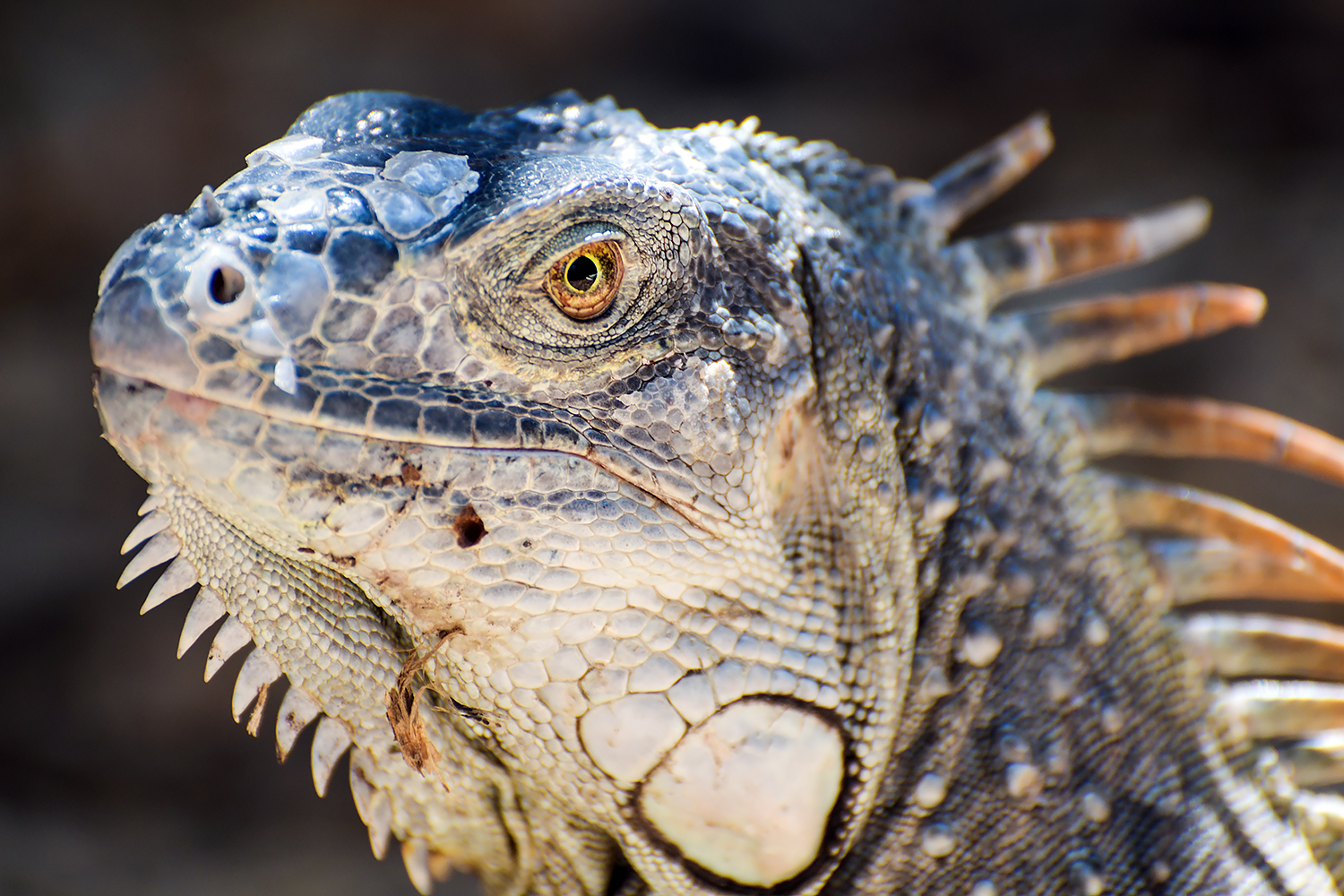 Green iguana (Iguana iguana)