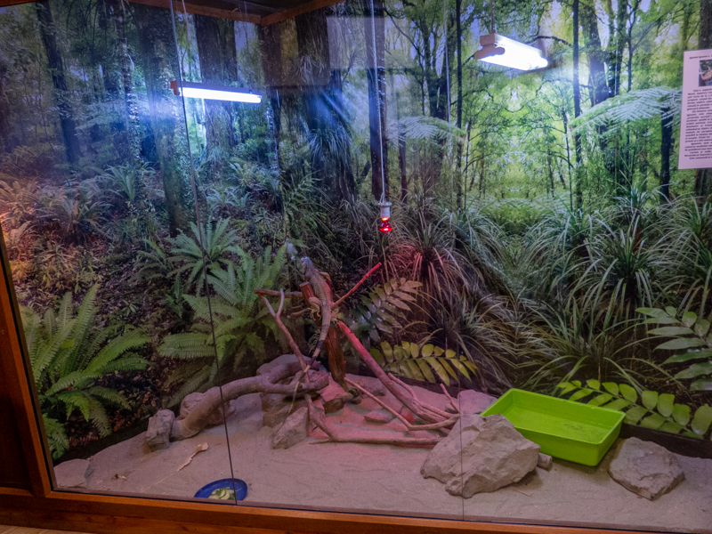 Green iguana / Iguana iguana