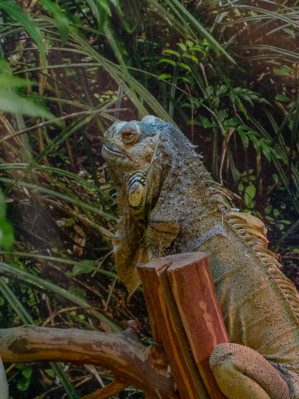 Green iguana / Iguana iguana