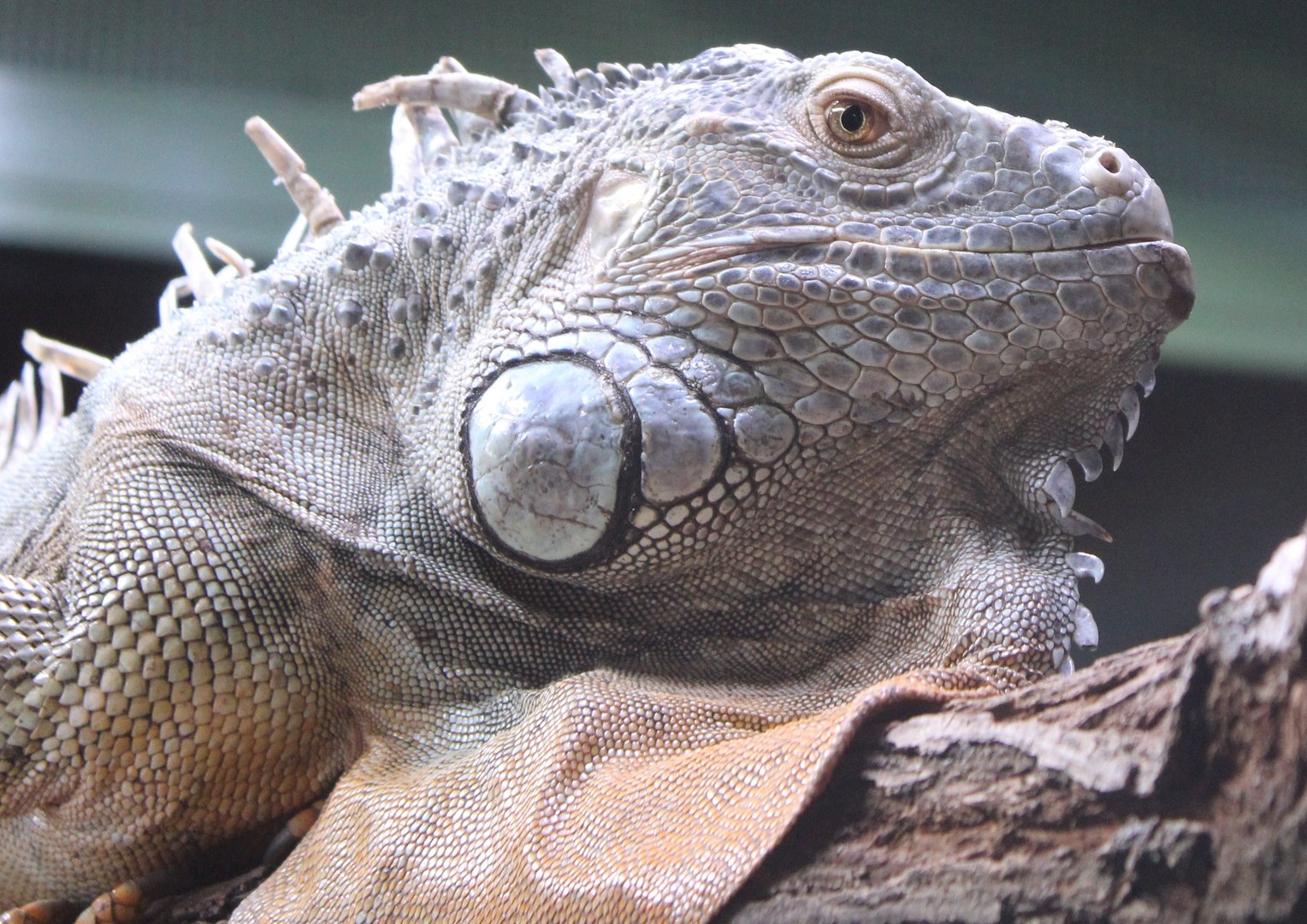 Green iguana - Iguana iguana