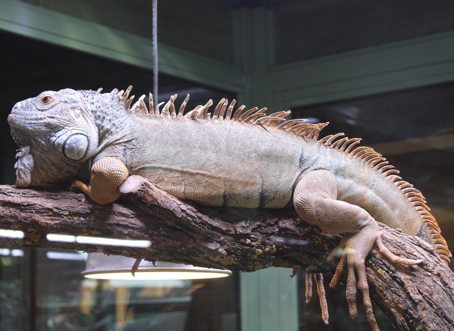 Green iguana - Iguana iguana