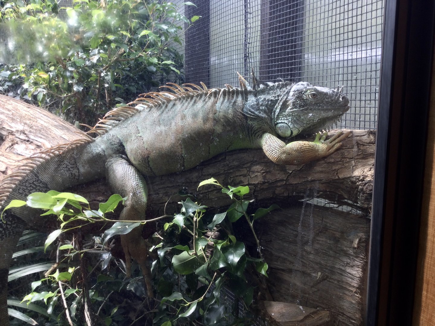 Green iguana (Iguana iguana)
