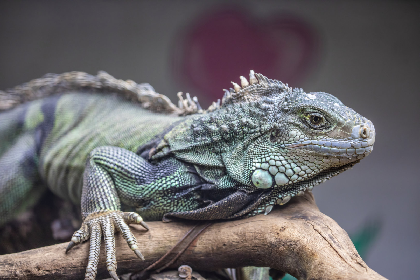 green iguana (Iguana iguana)