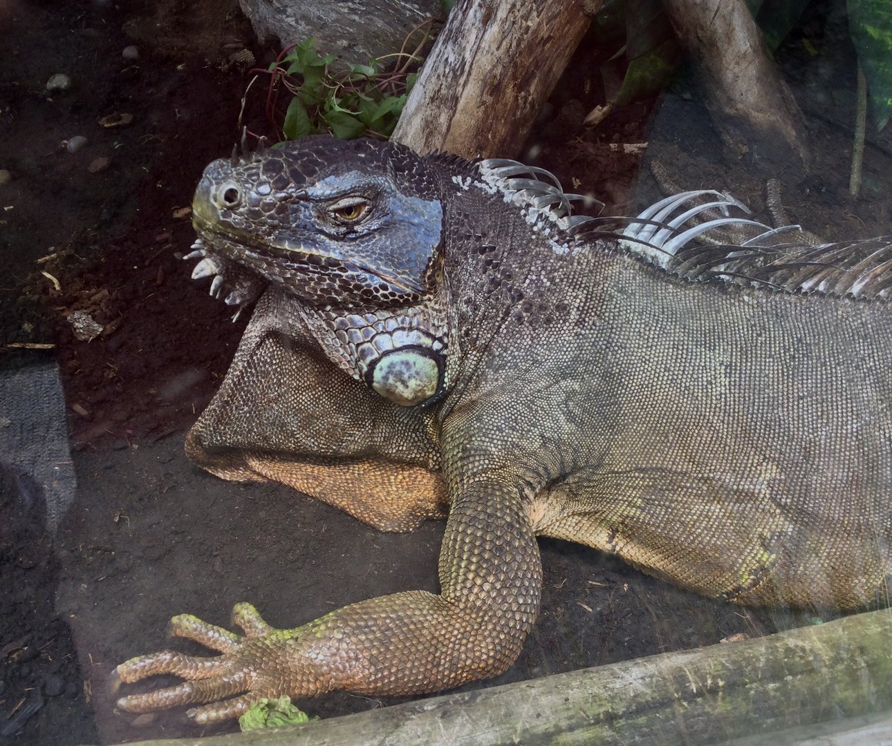 Green iguana (Iguana iguana)