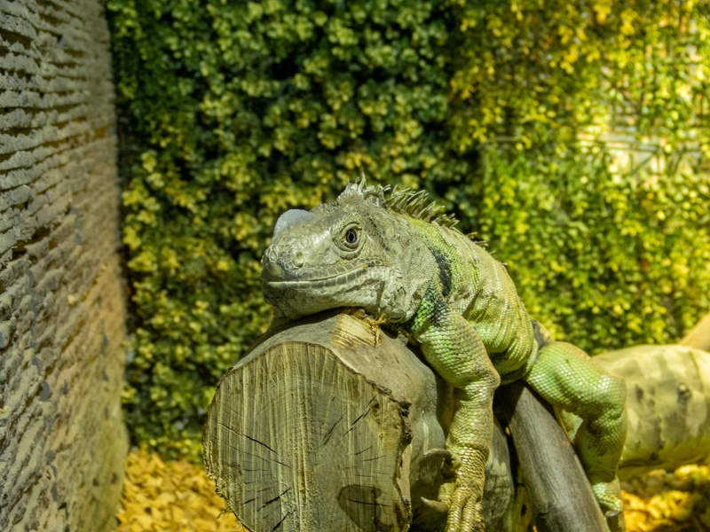 Green iguana (Iguana iguana)