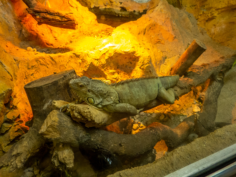 green iguana (Iguana iguana)