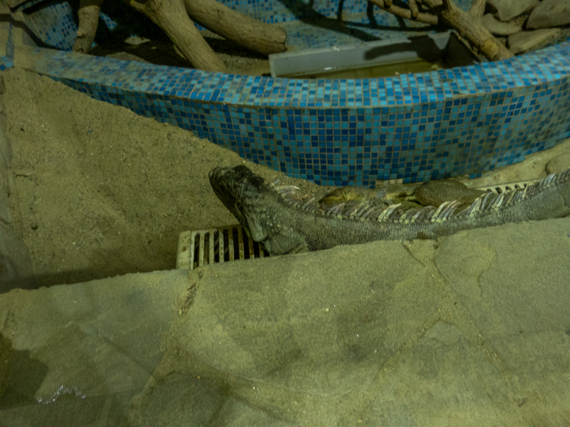 Green iguana (Iguana iguana)