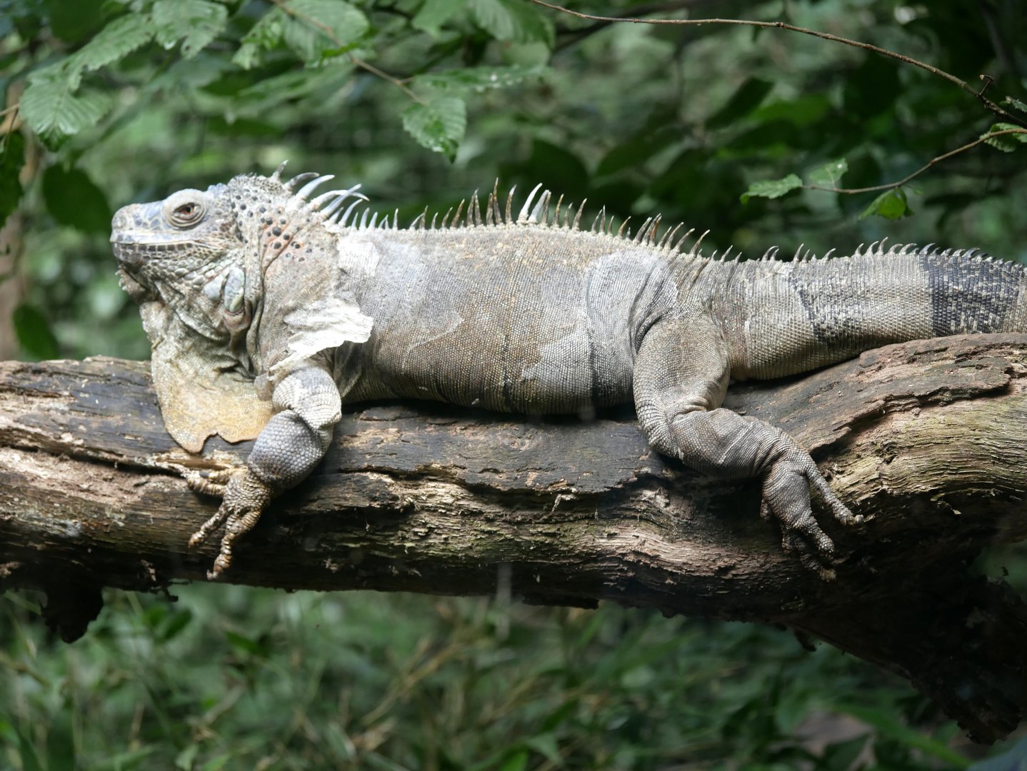 Green iguana (Iguana iguana)