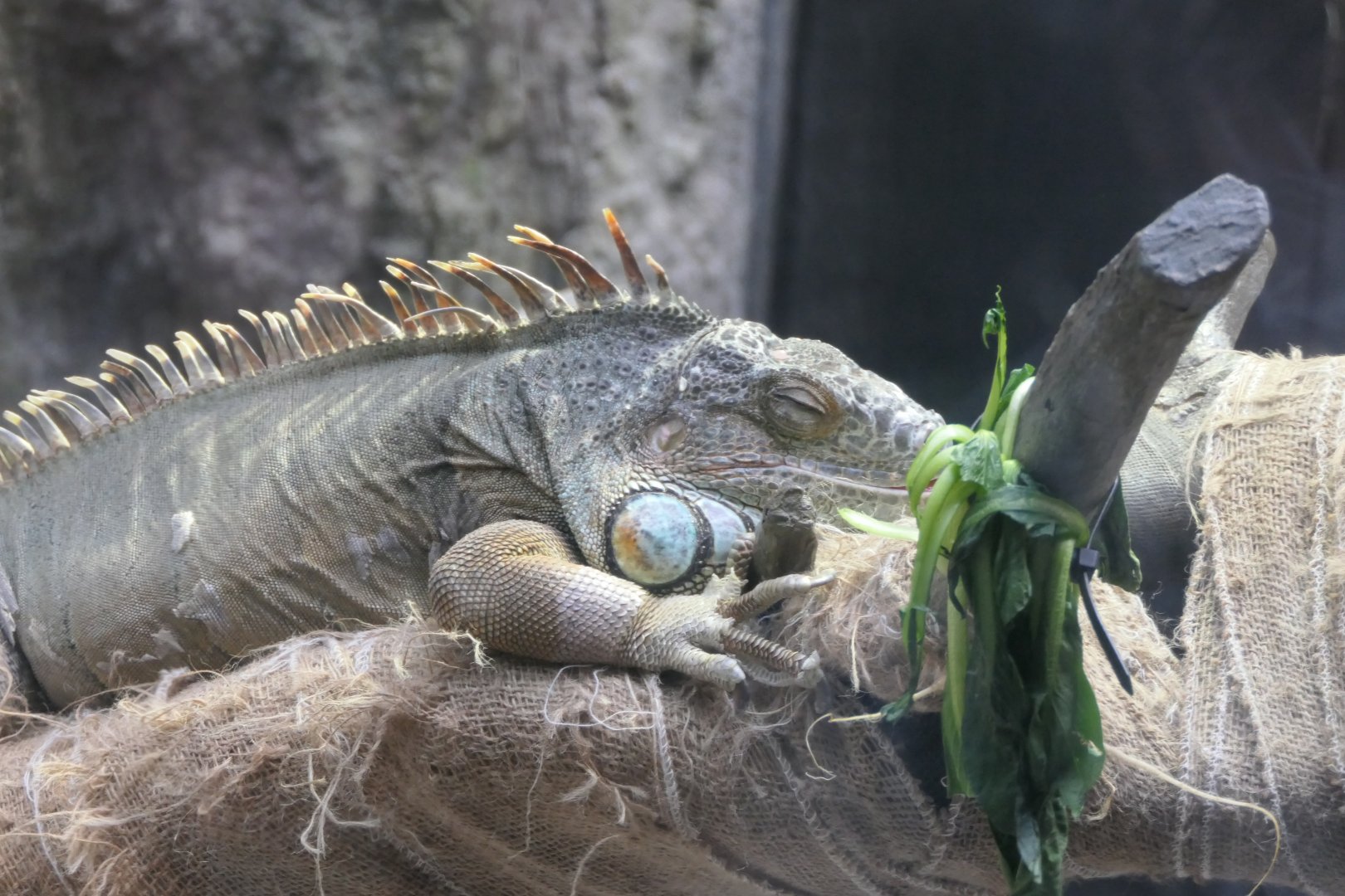 Green Iguana (Iguana iguana)