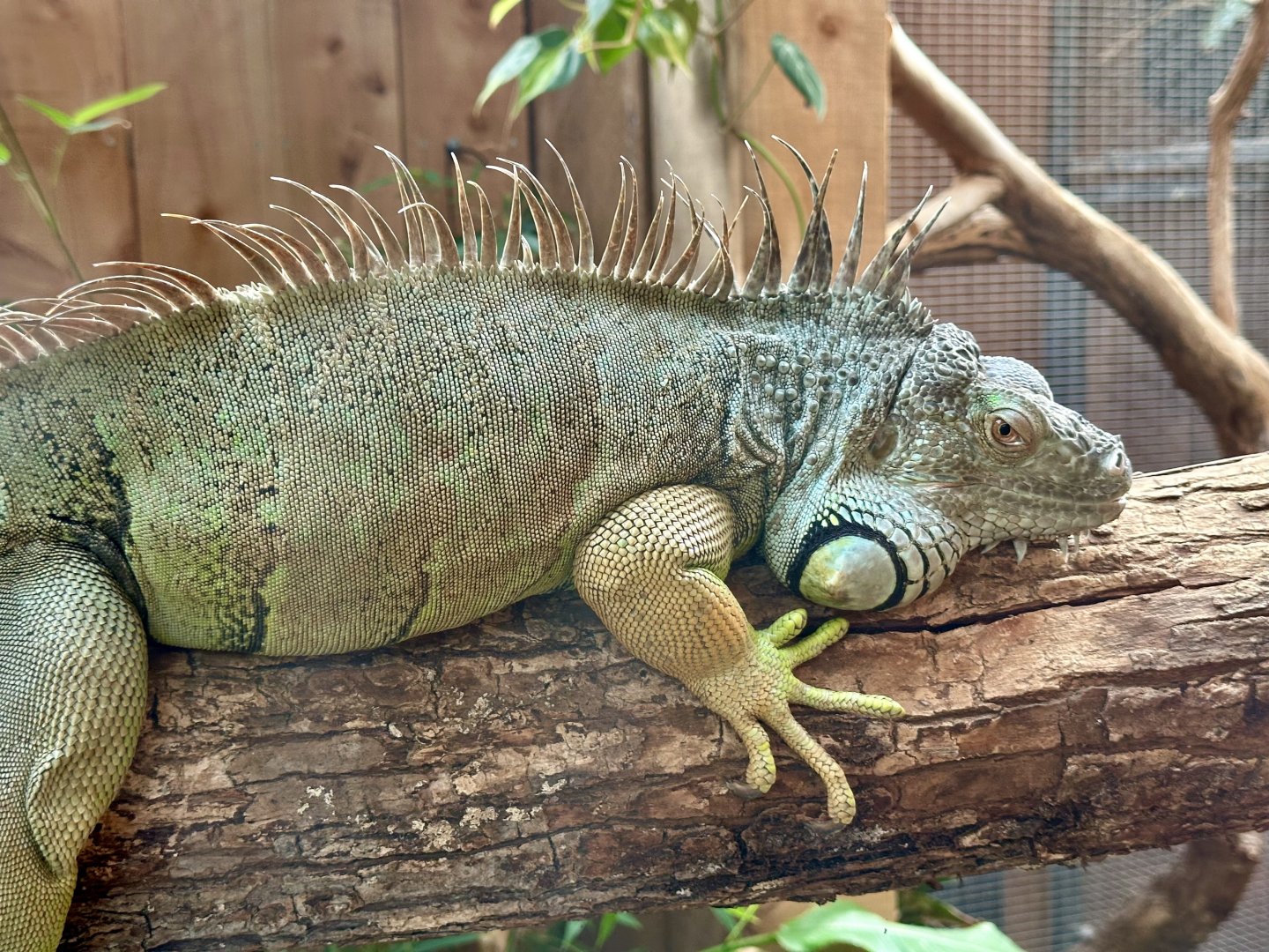 Green iguana (Iguana iguana)