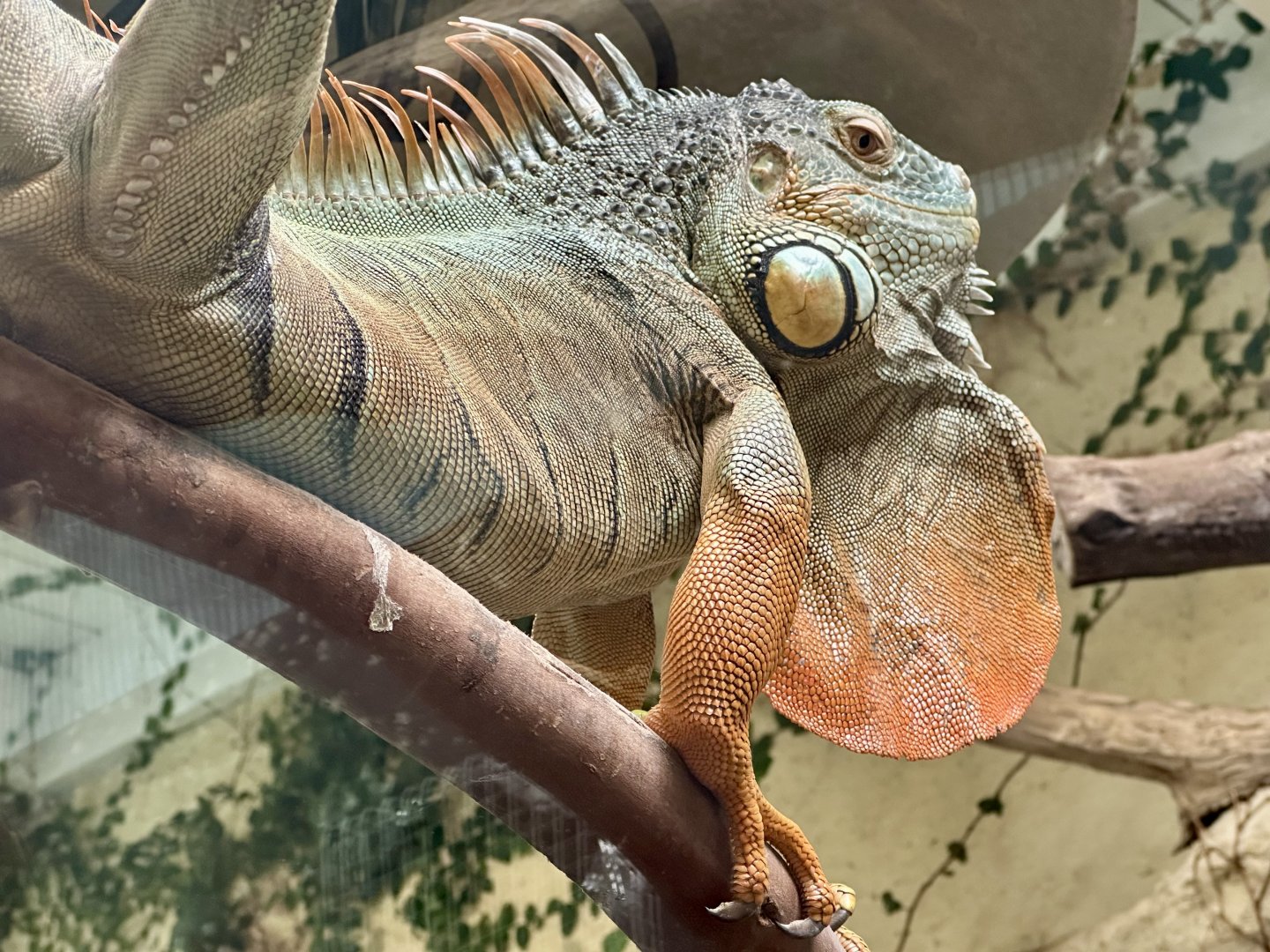 Green iguana (Iguana iguana)