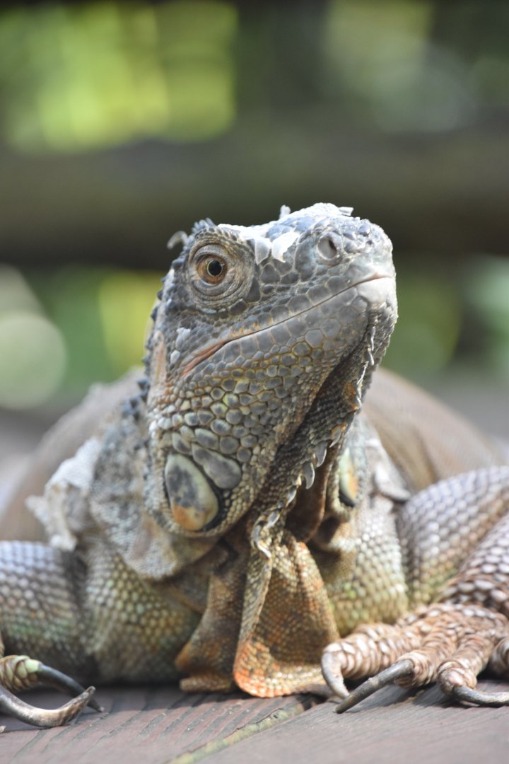 Green iguana, Iguana iguana