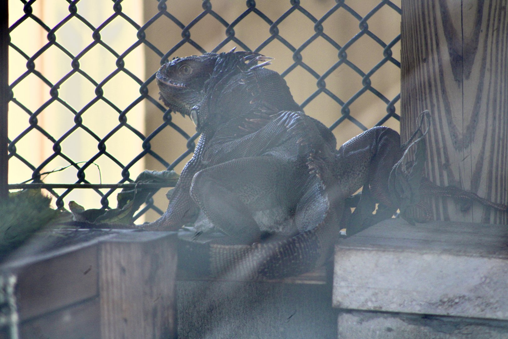 Green Iguana (Iguana iguana)