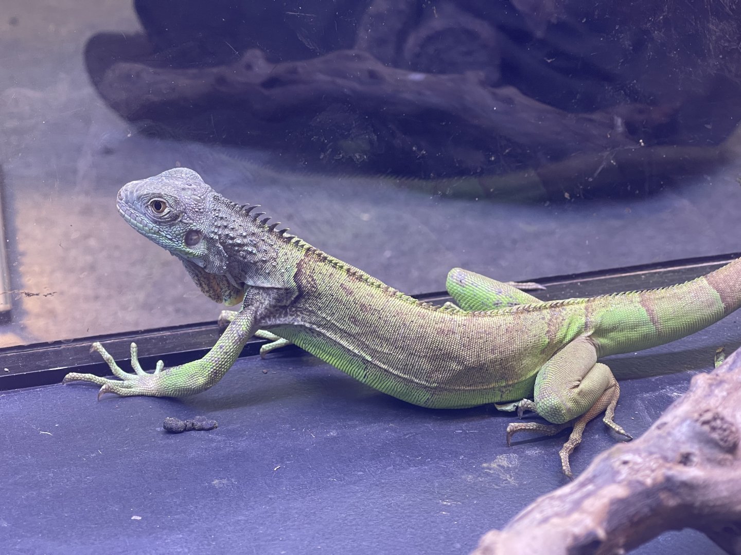 green iguana (iguana iguana)