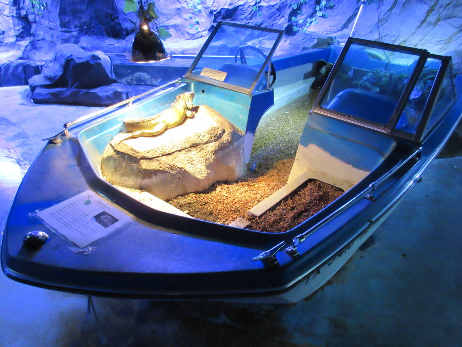 Green Iguana in Boat