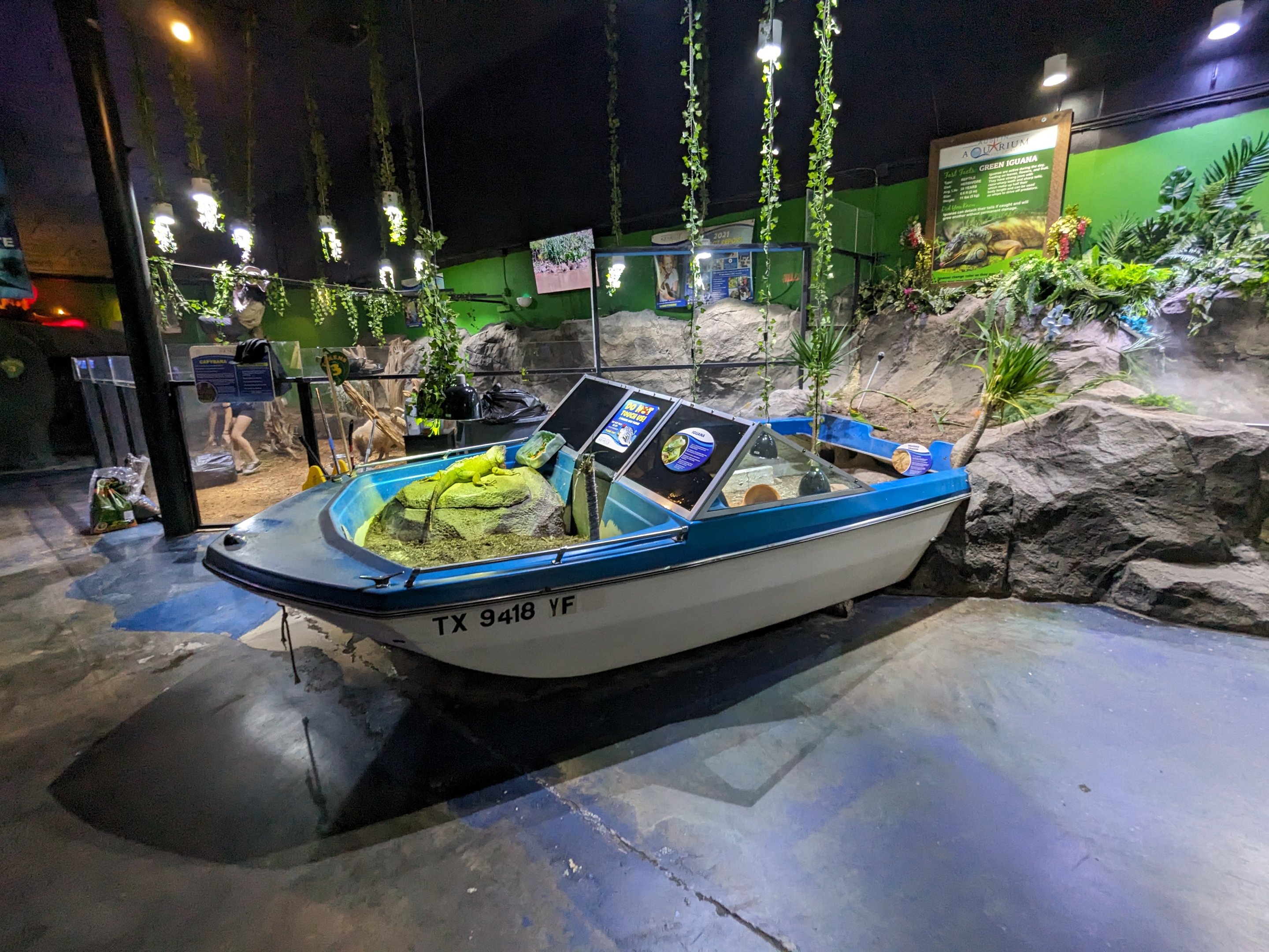 Green iguana in boat