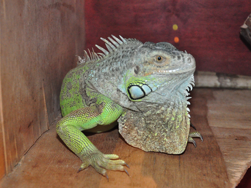 Green Iguana in Kishinev Zoo