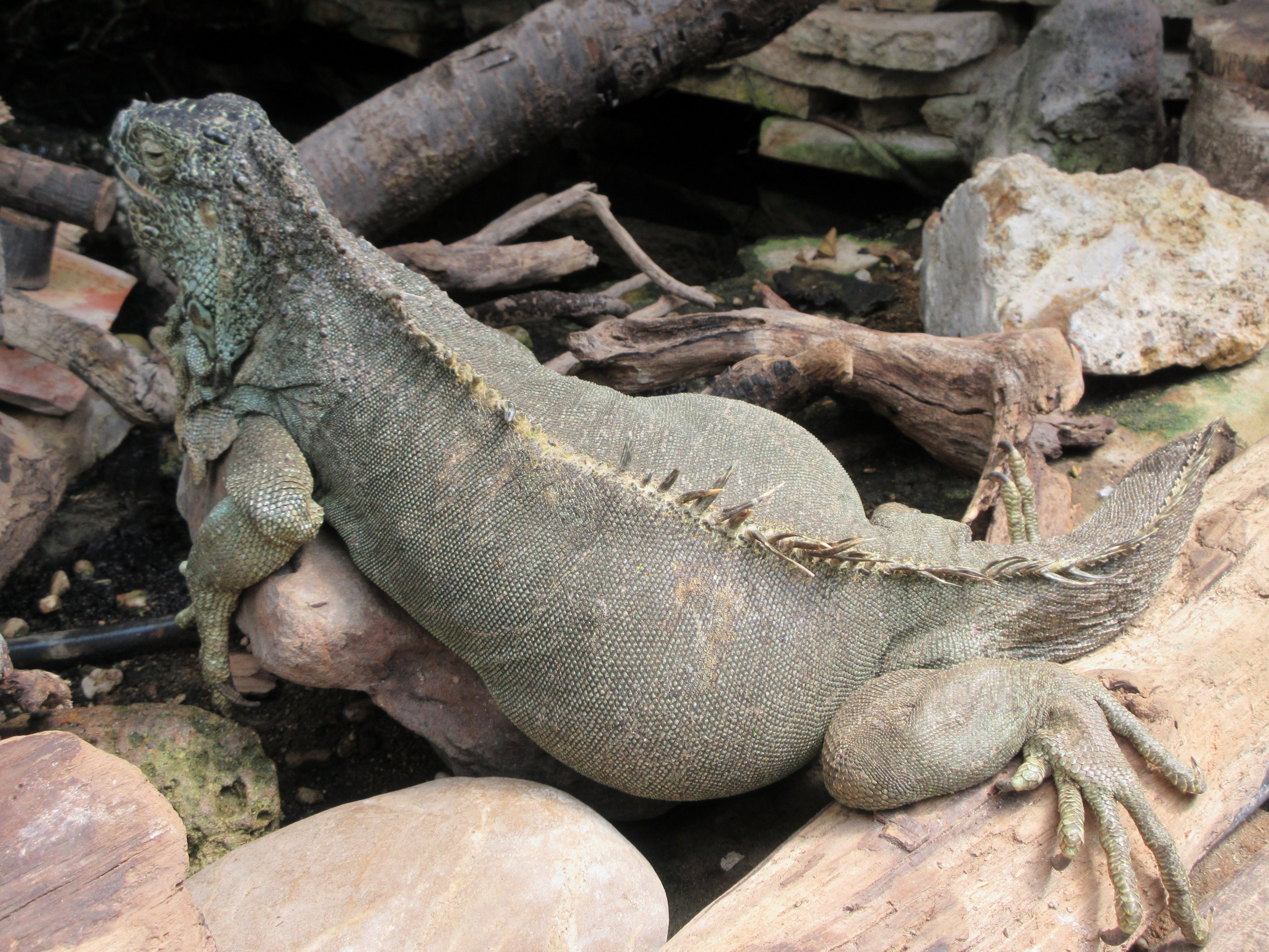 Green Iguana (in small free-roaming area)