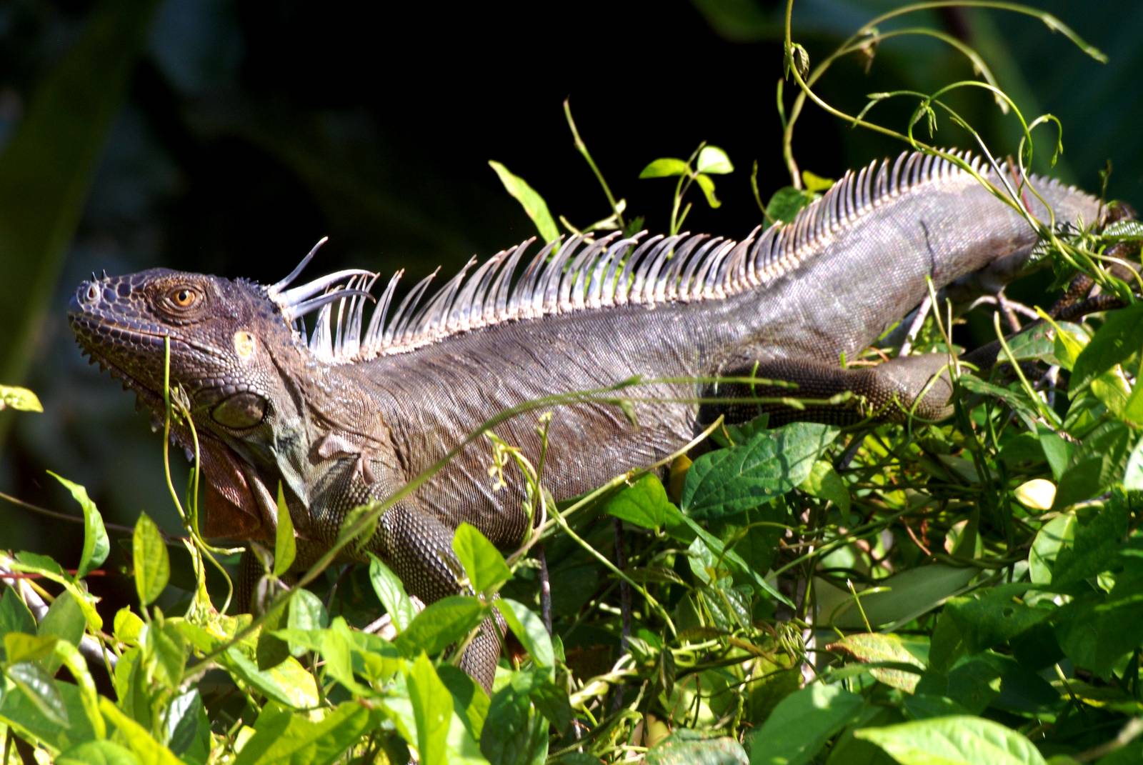 Green Iguana in Tortuguero, 13/04/14