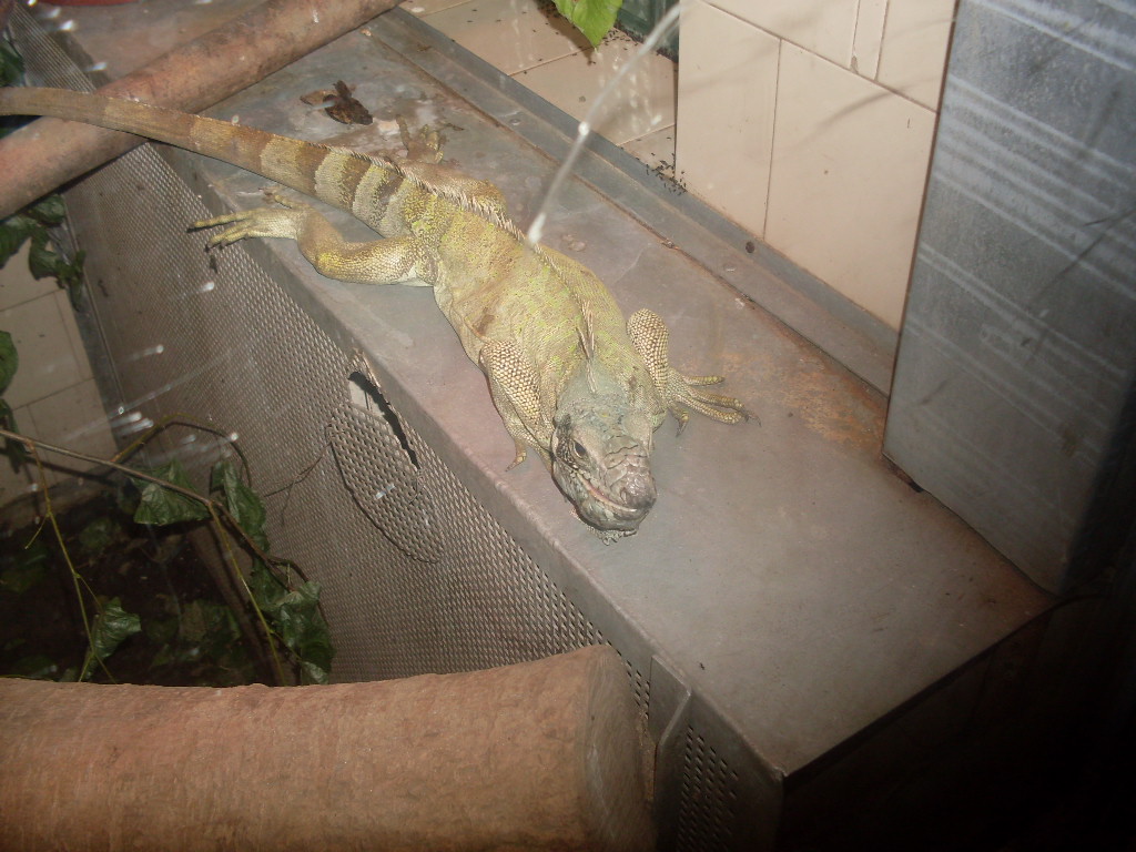Green iguana in Tropical House