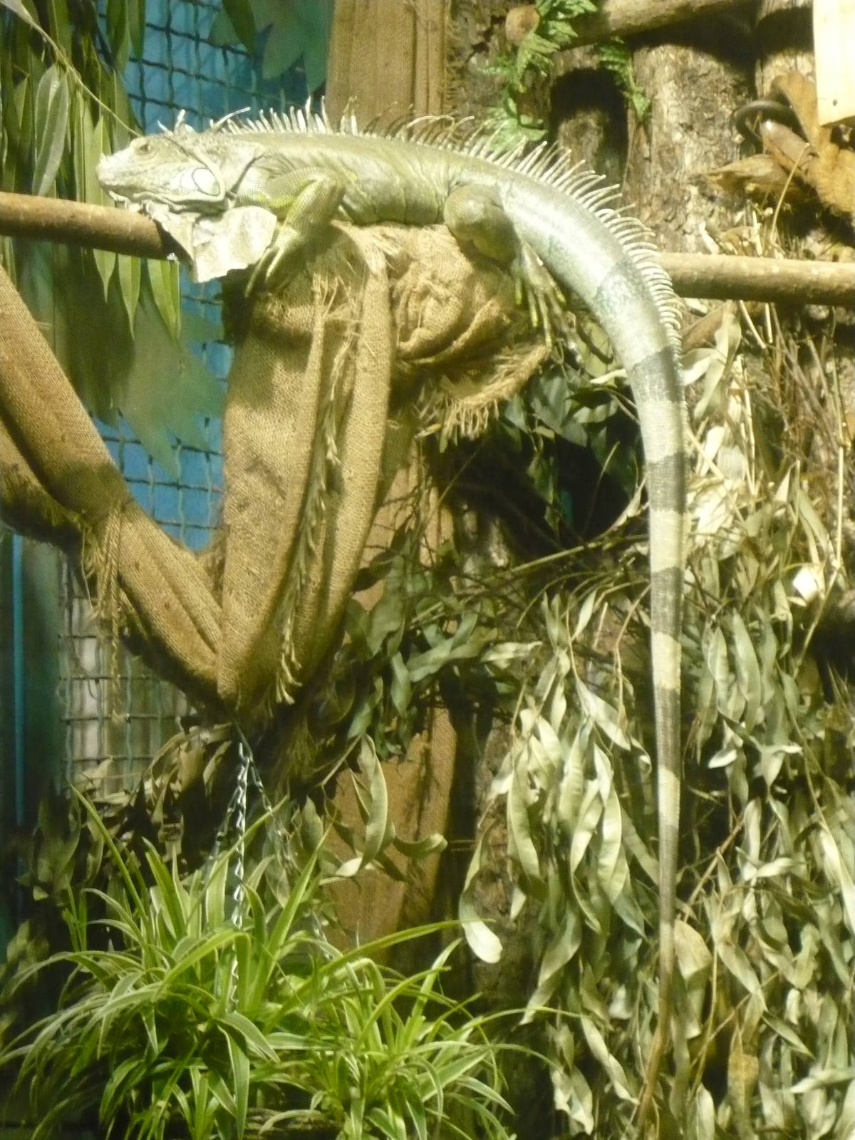 Green iguana in Two-toed sloth enclosure