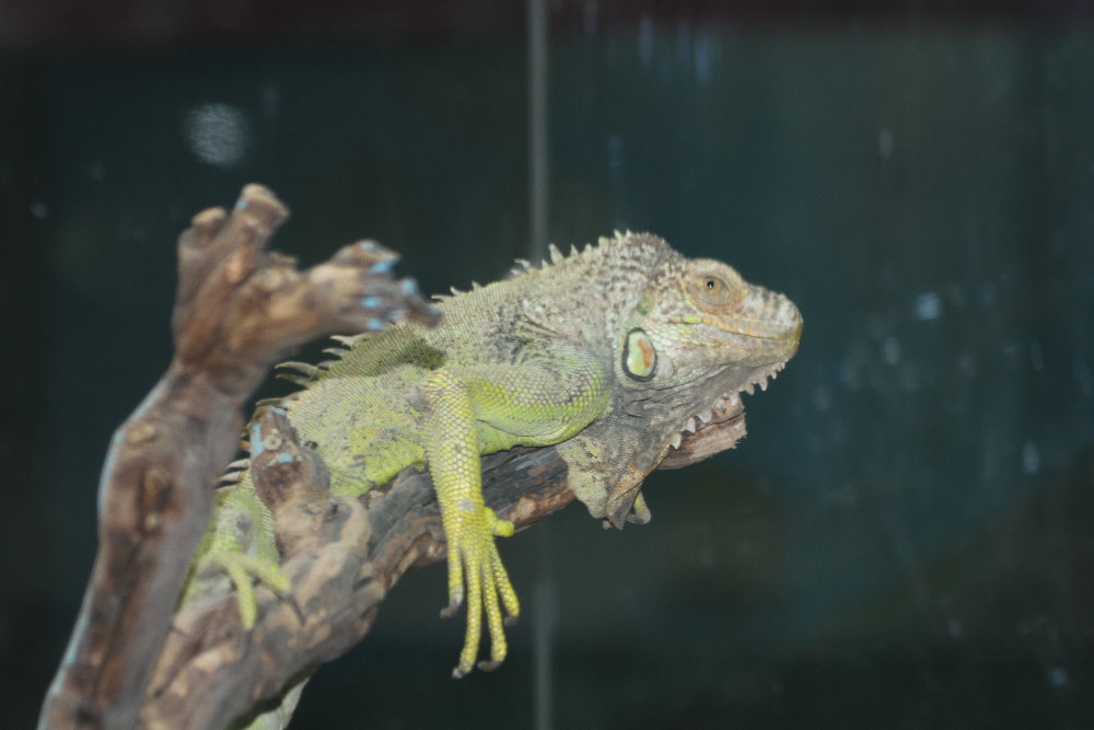 Green Iguana ( MashhadZoo)