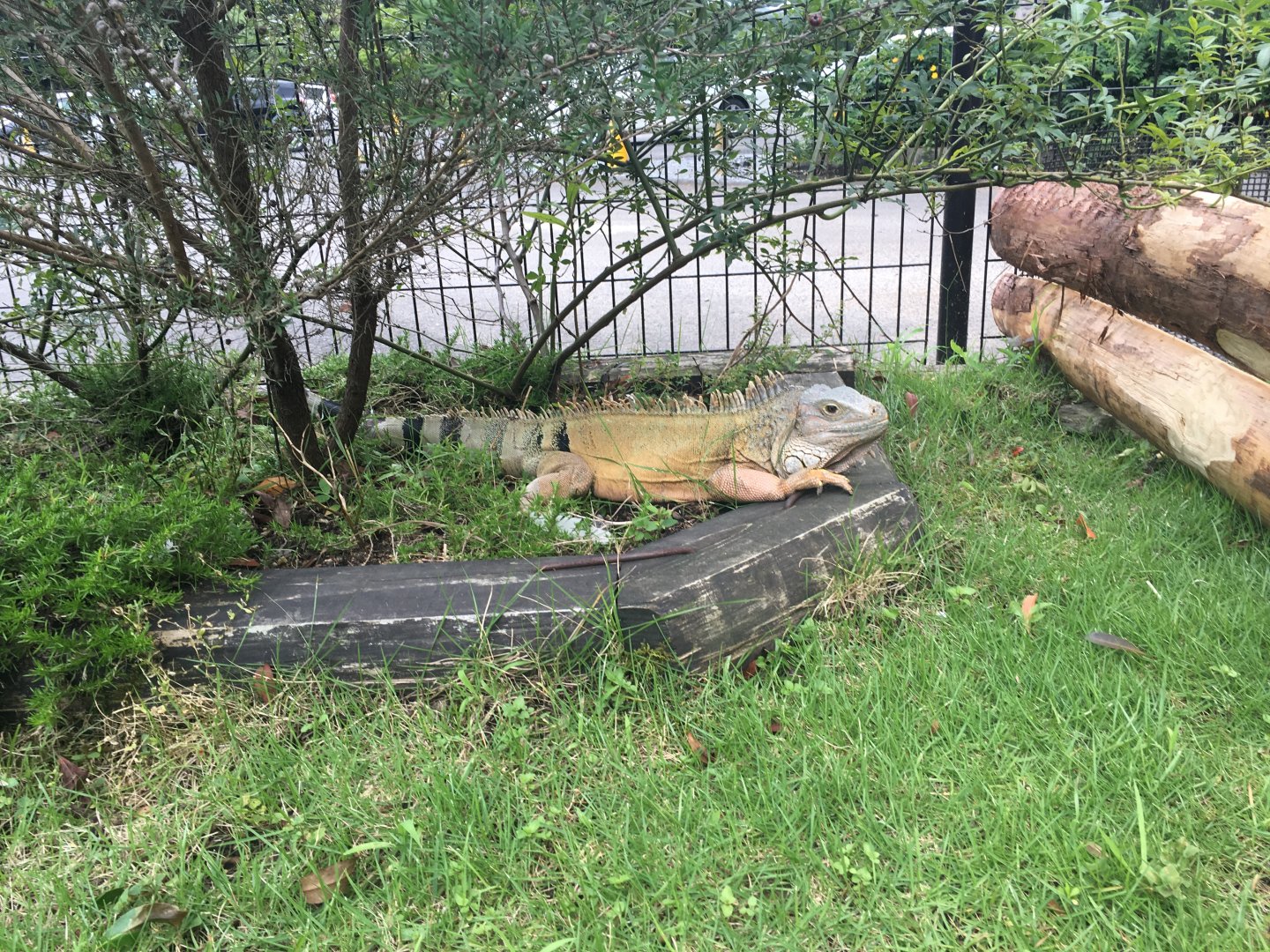 Green Iguana- Nagasaki Bio Park