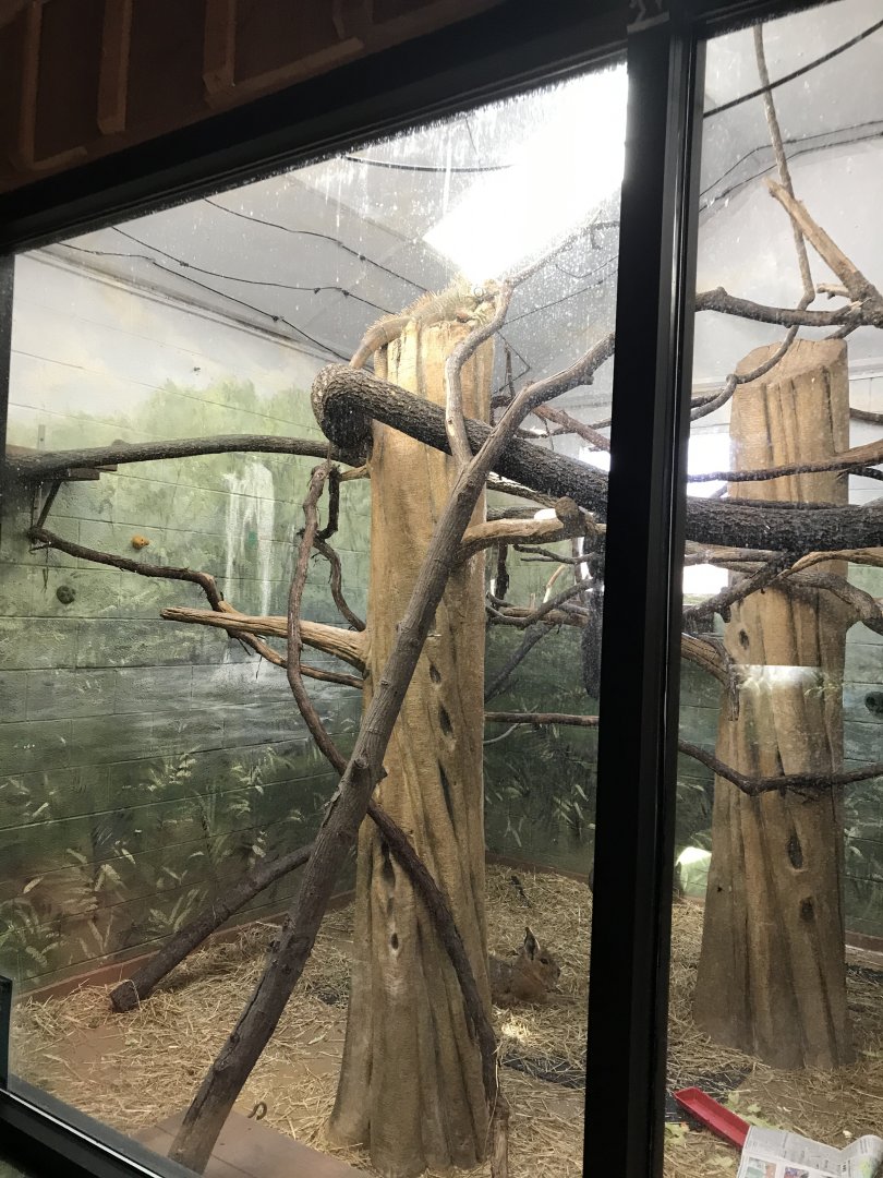 Green iguana/Patagonian Mara/Saki monkey exhibit