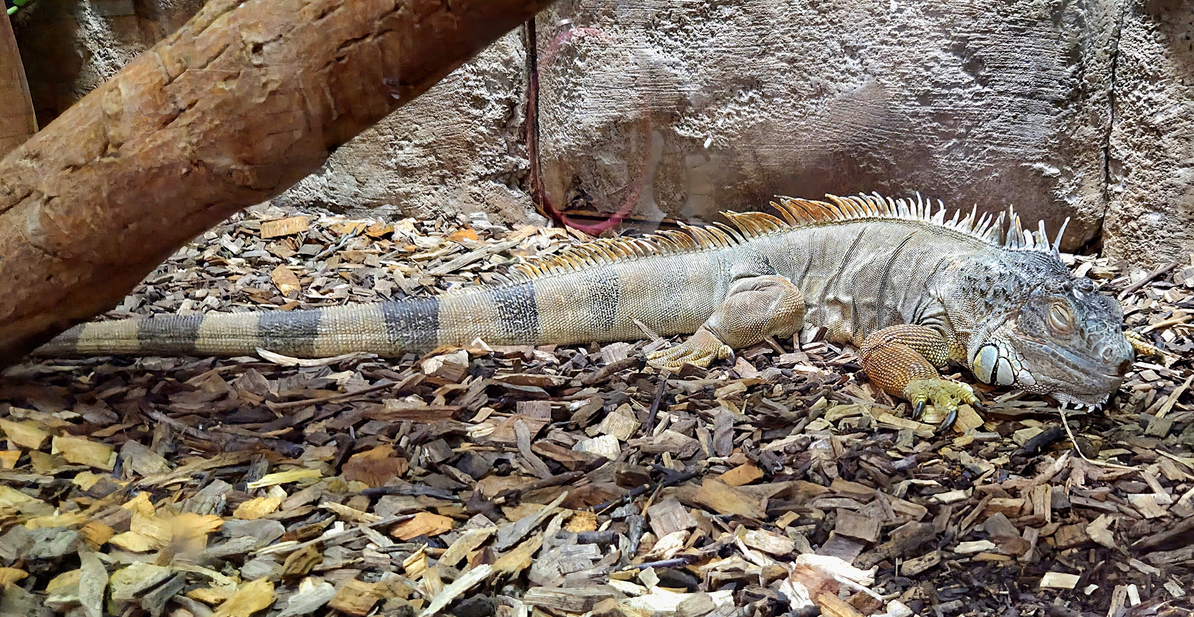 Green Iguana - Rainforest Adventures