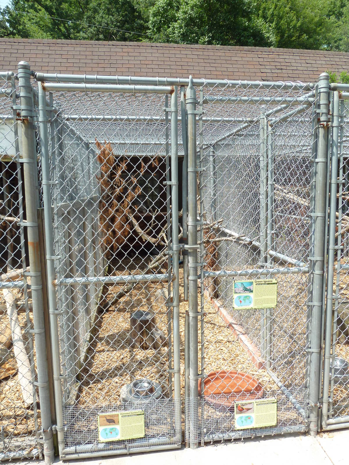 Green Iguana/Red Golden Pheasant/Helmeted Guineafowl Cage