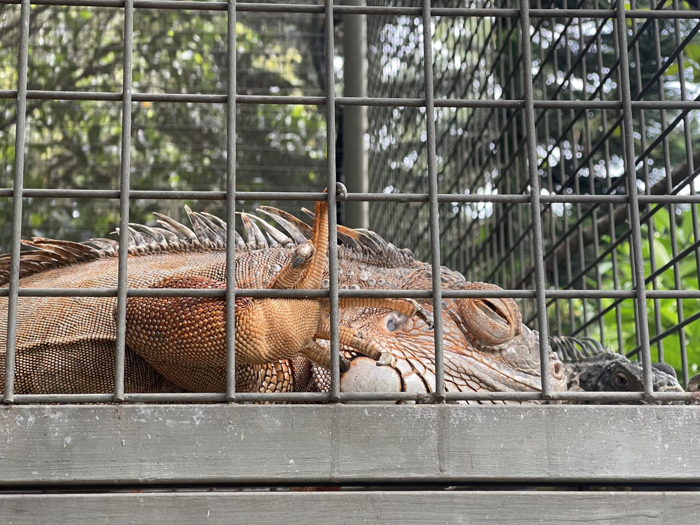 green iguana (red morph) (iguana iguana)