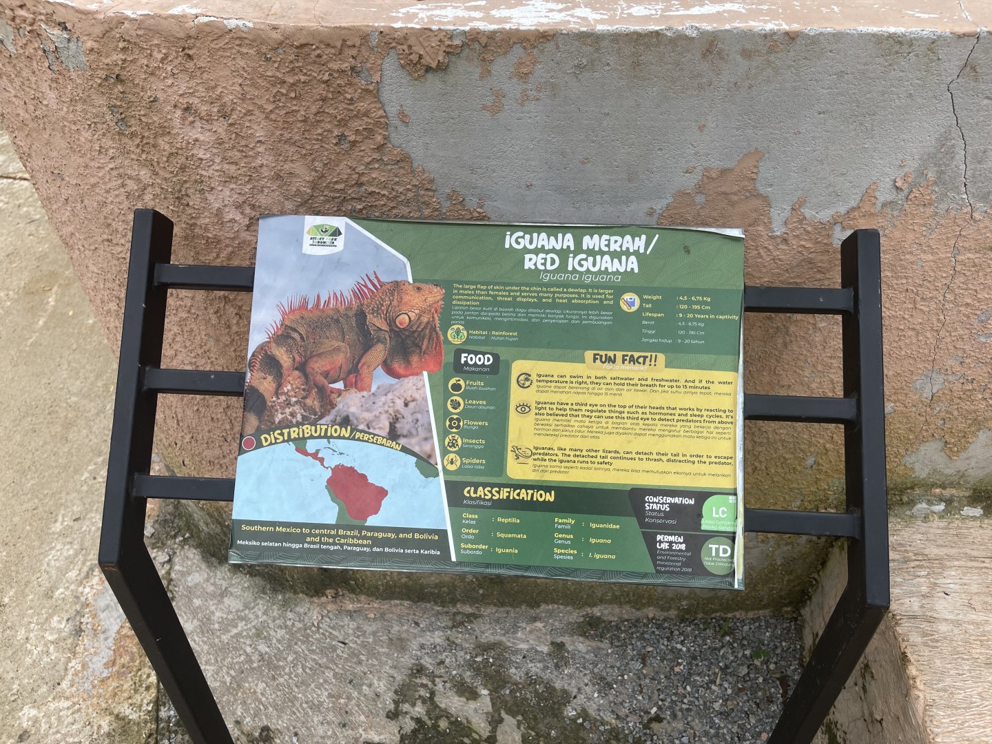 green iguana (red morph) signage - aviary park