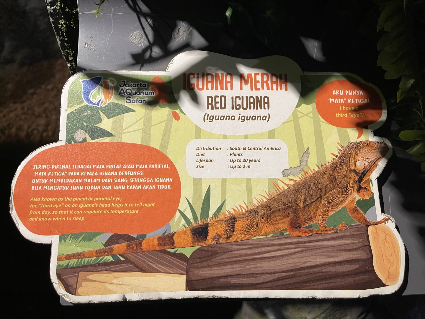 green iguana signage