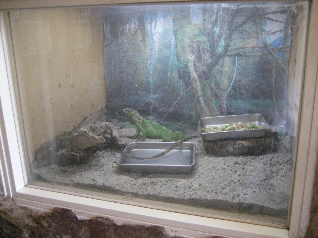 Green Iguana tank