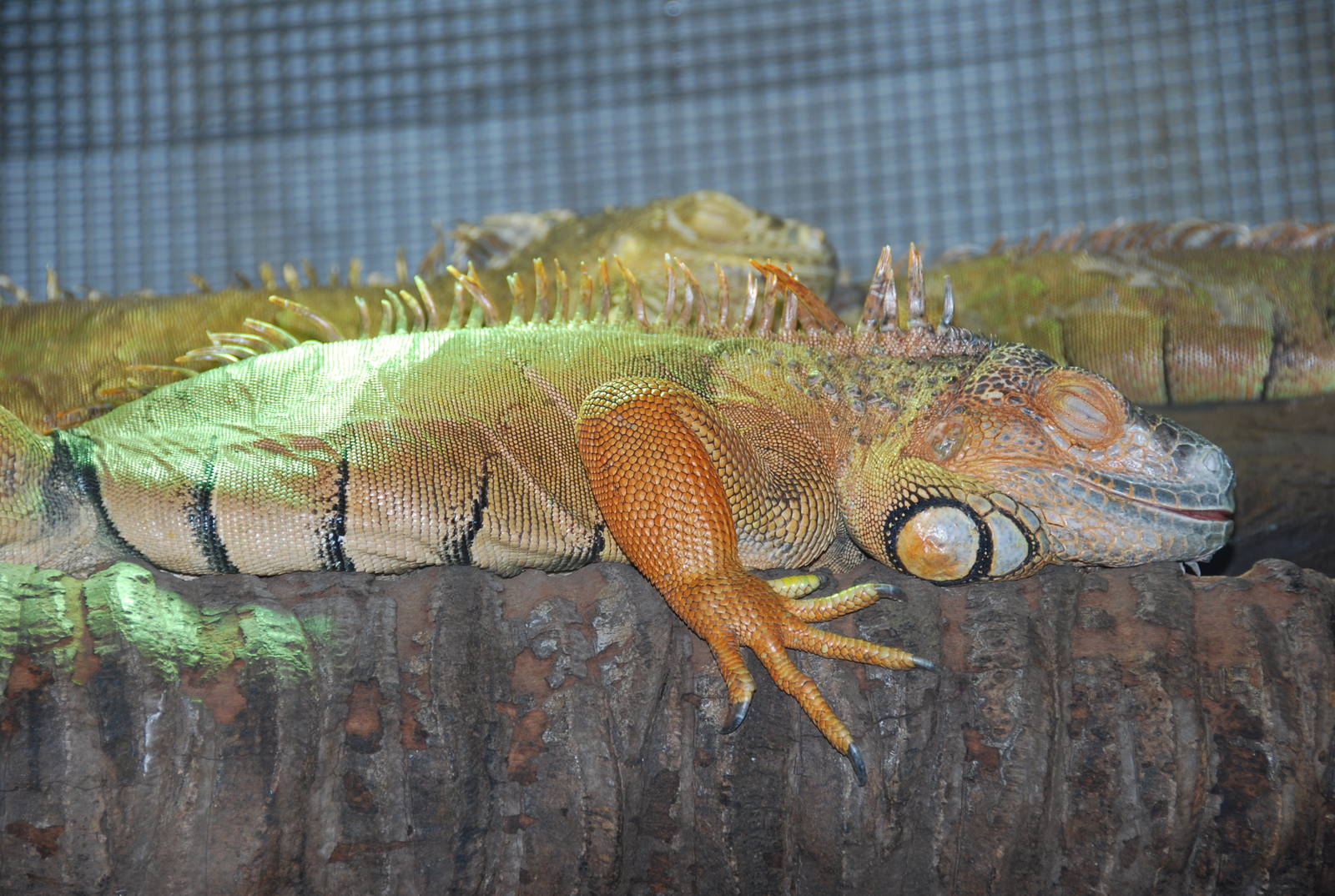 Green iguana taronga zoo 17/7/2008