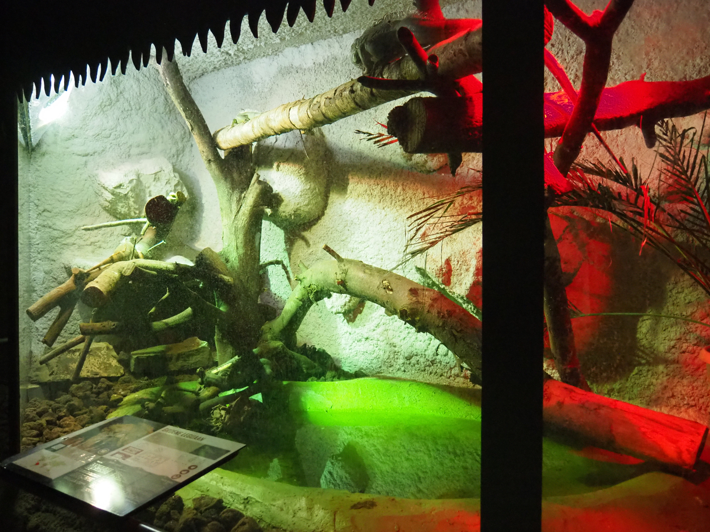 Green iguana terrarium, 2019-08-04