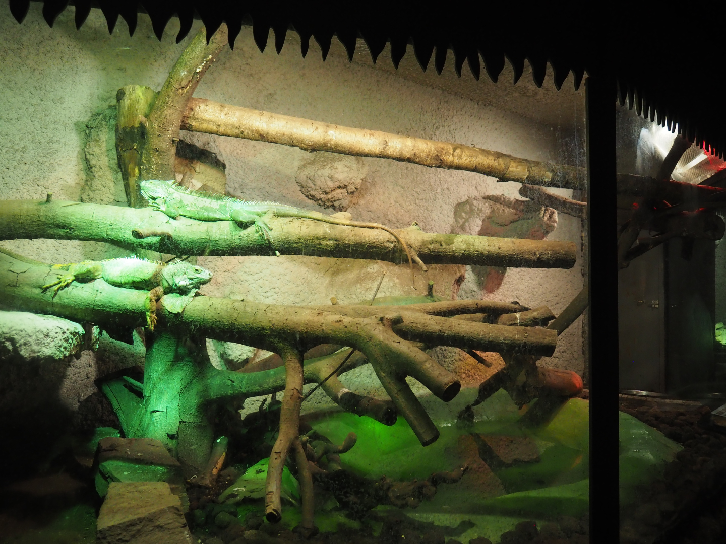 Green iguana terrarium, 2020-06-20