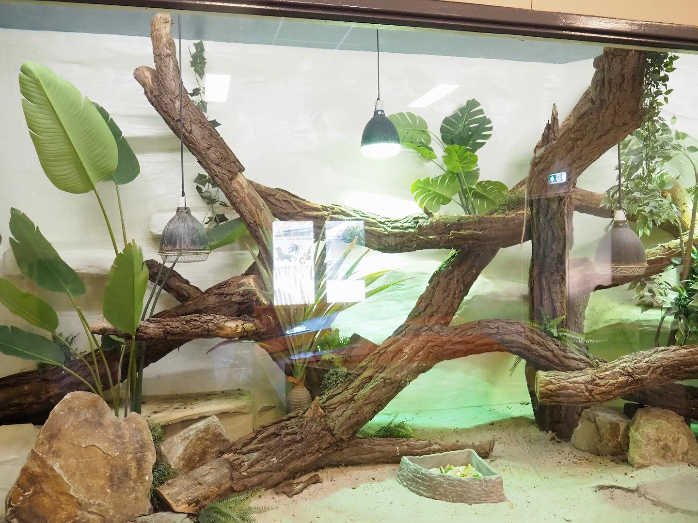Green iguana terrarium, 2023-04-30
