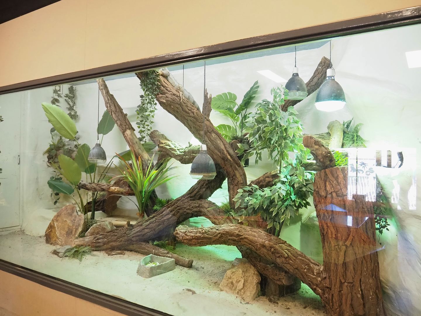 Green iguana terrarium, 2023-04-30