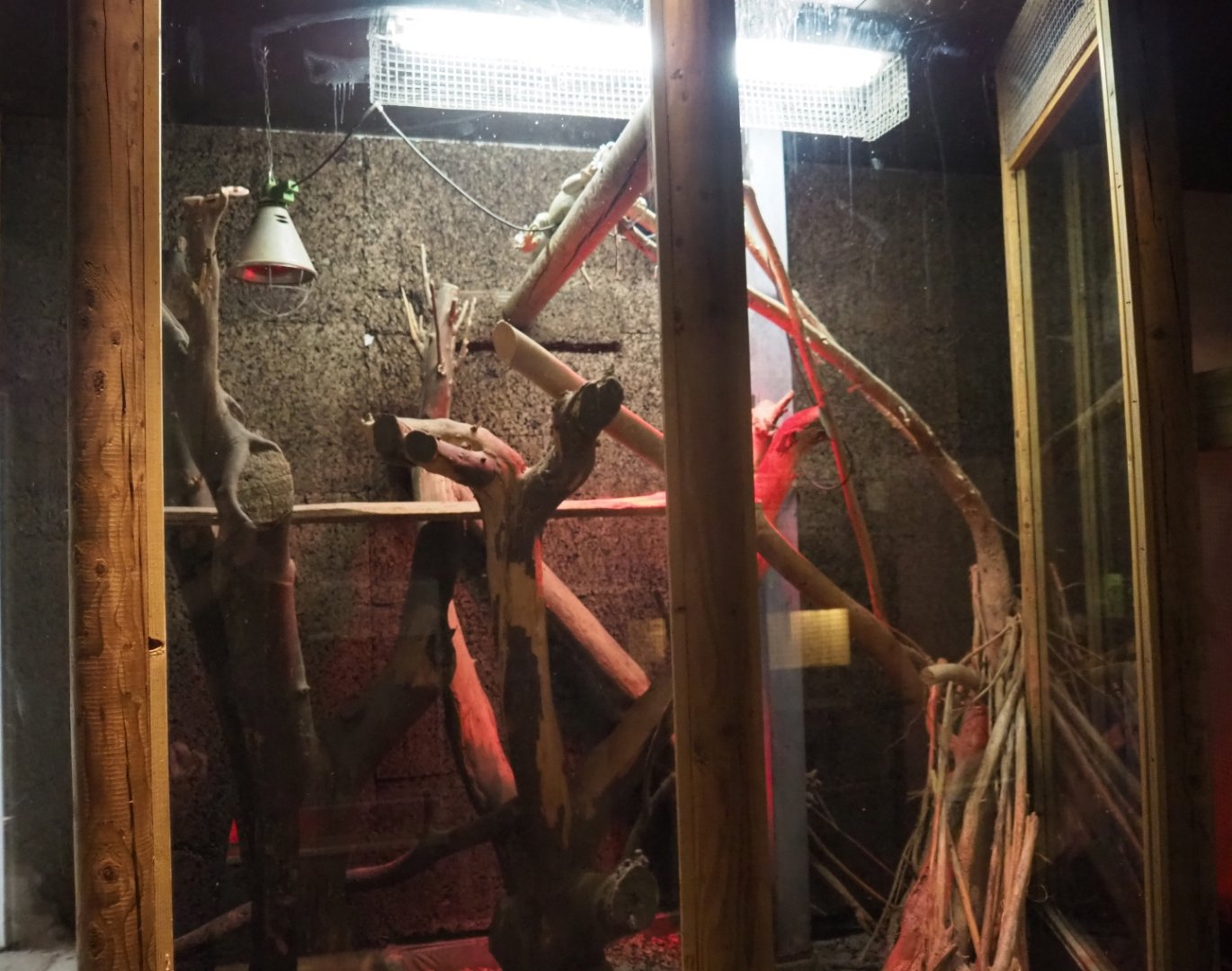 Green iguana terrarium (Aug 28th, 2018)