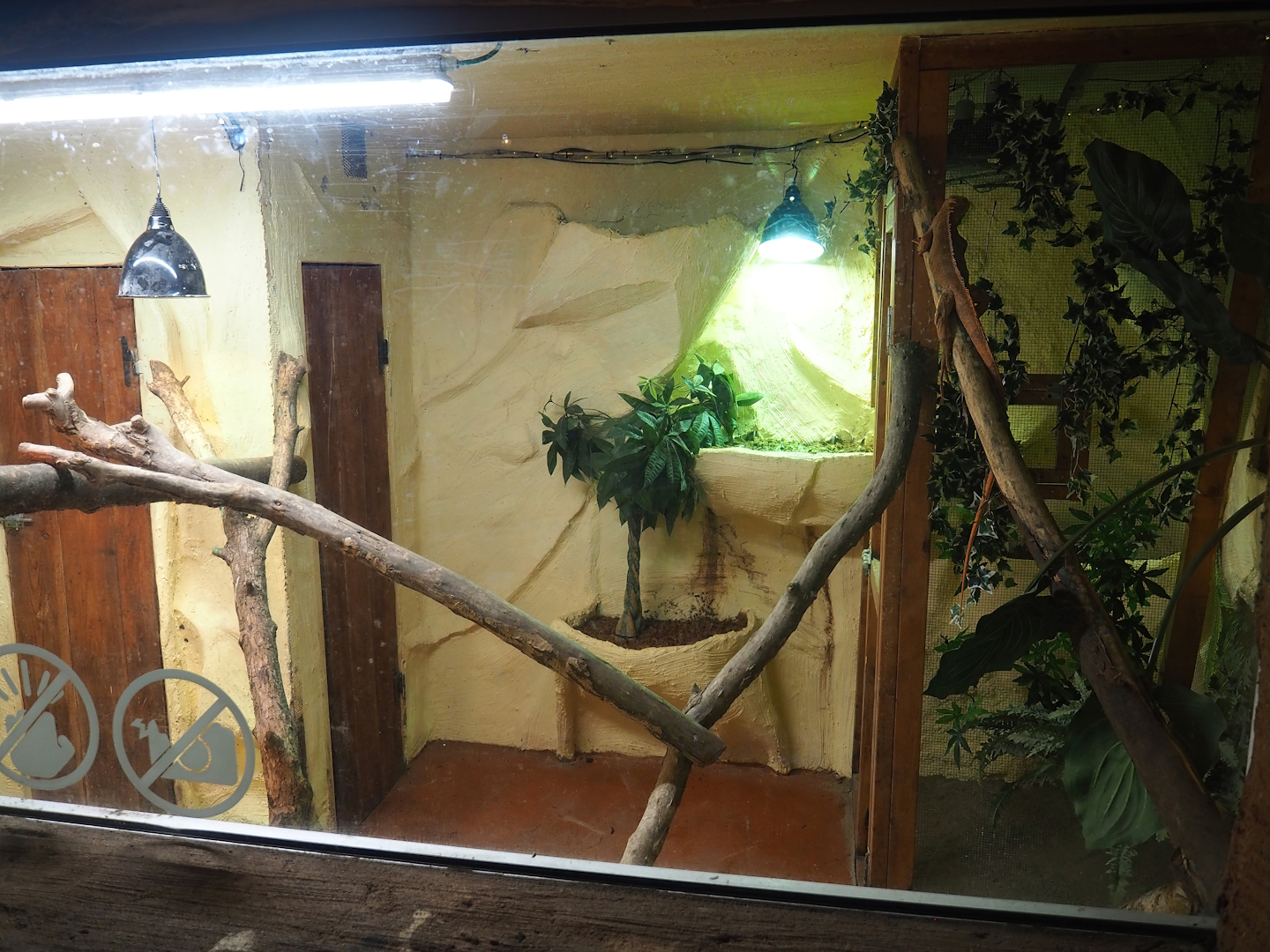Green iguana terrarium (Former hummingbird exhibit), 2023-10-13