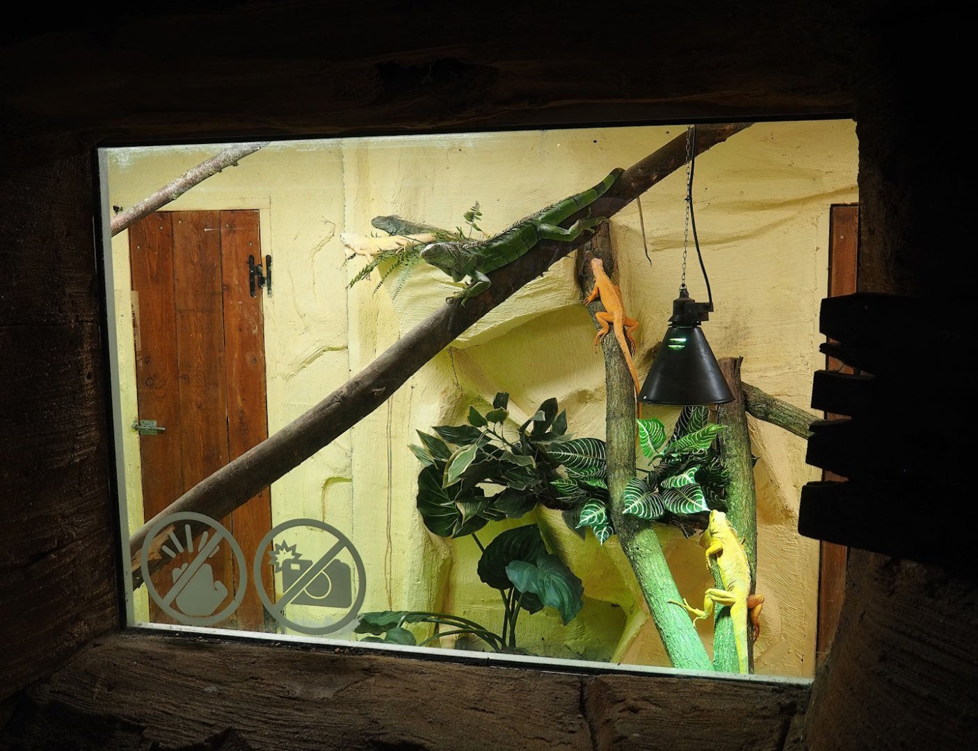Green iguana terrarium (Former hummingbird exhibit), 2023-10-13